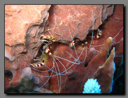 banded coral shrimp